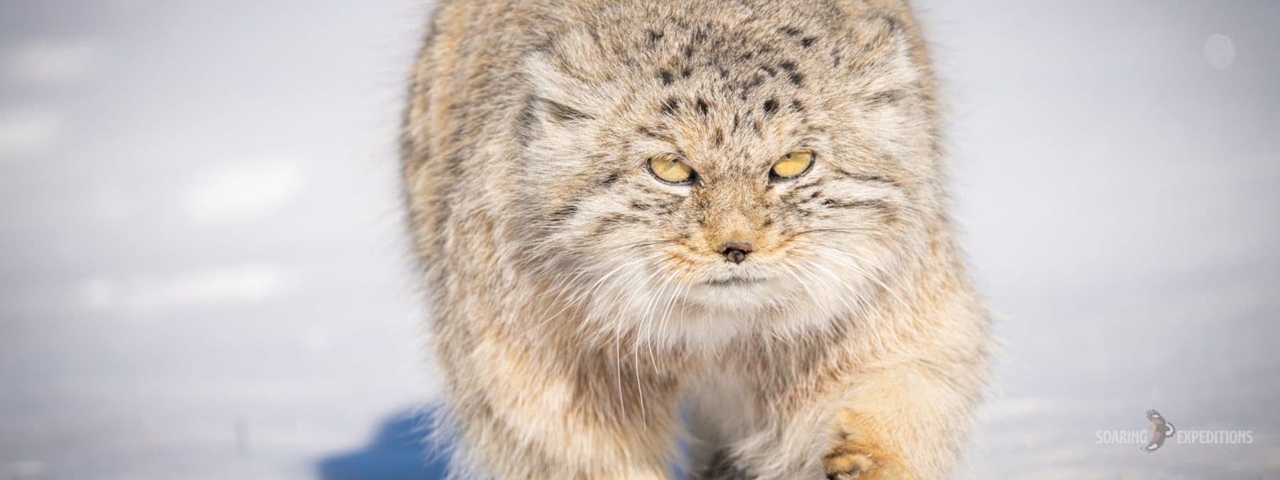 Pallas's cat crouched among steppe grasses in Mongolia