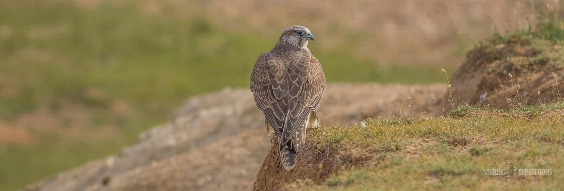 Saker falcon perched on the Mongolian steppe