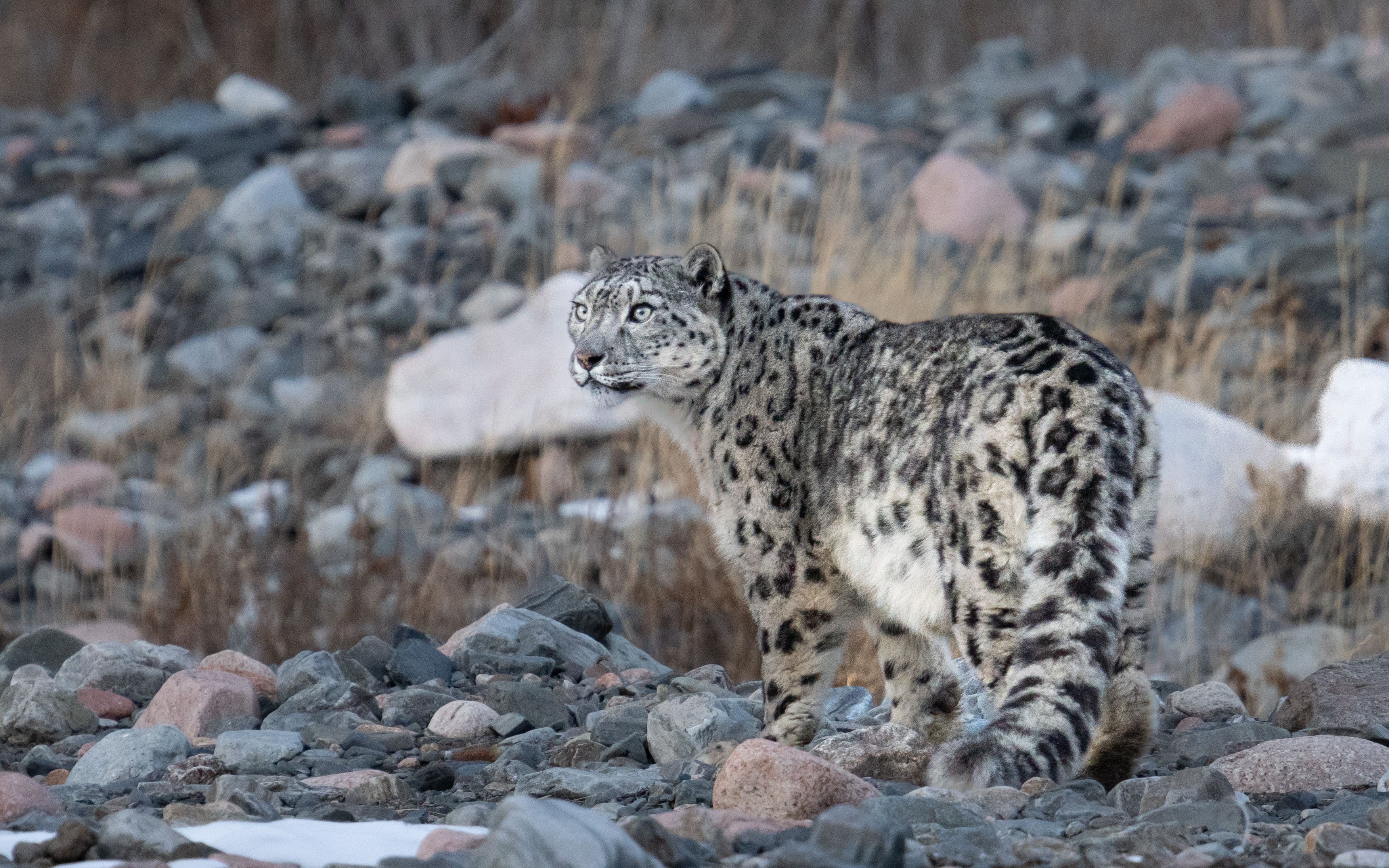 Snow leopards on a rocky slope in the Altai
